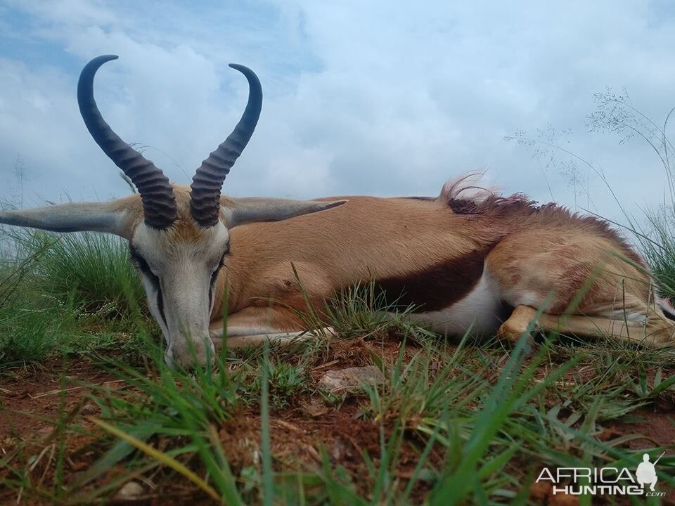 Springbok Hunt South Africa