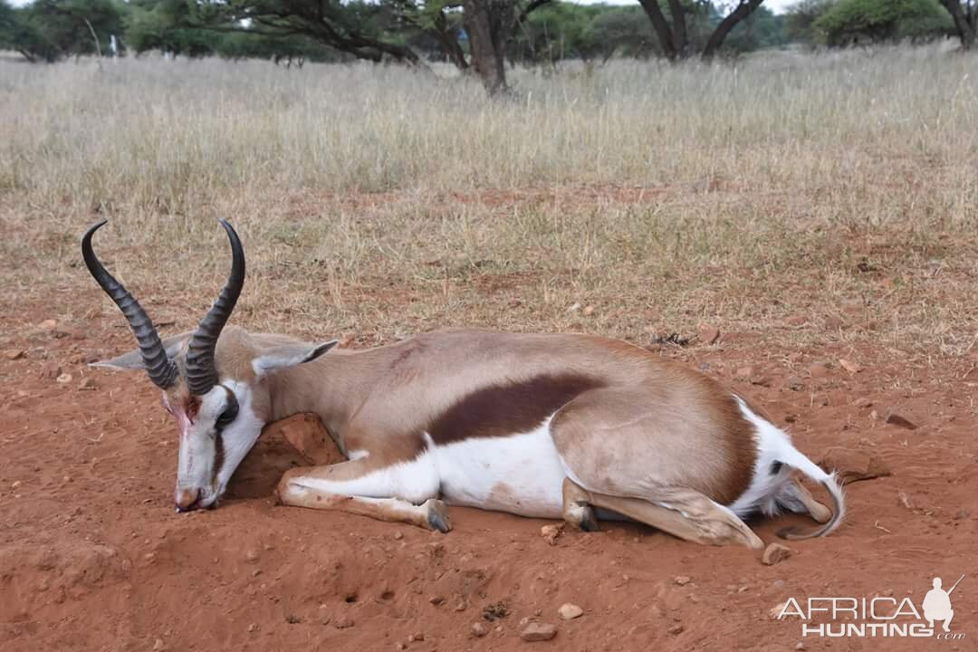 Springbok Hunt South Africa