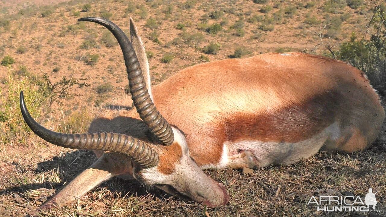 Springbok Hunt South Africa