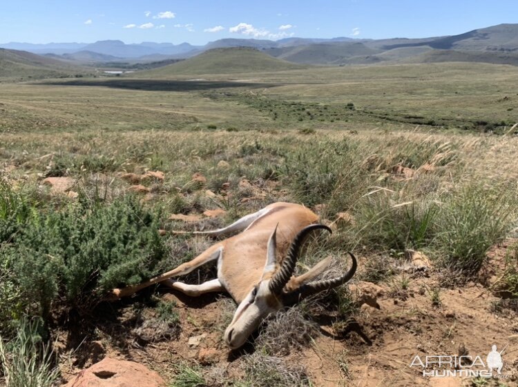 Springbok Hunt South Africa