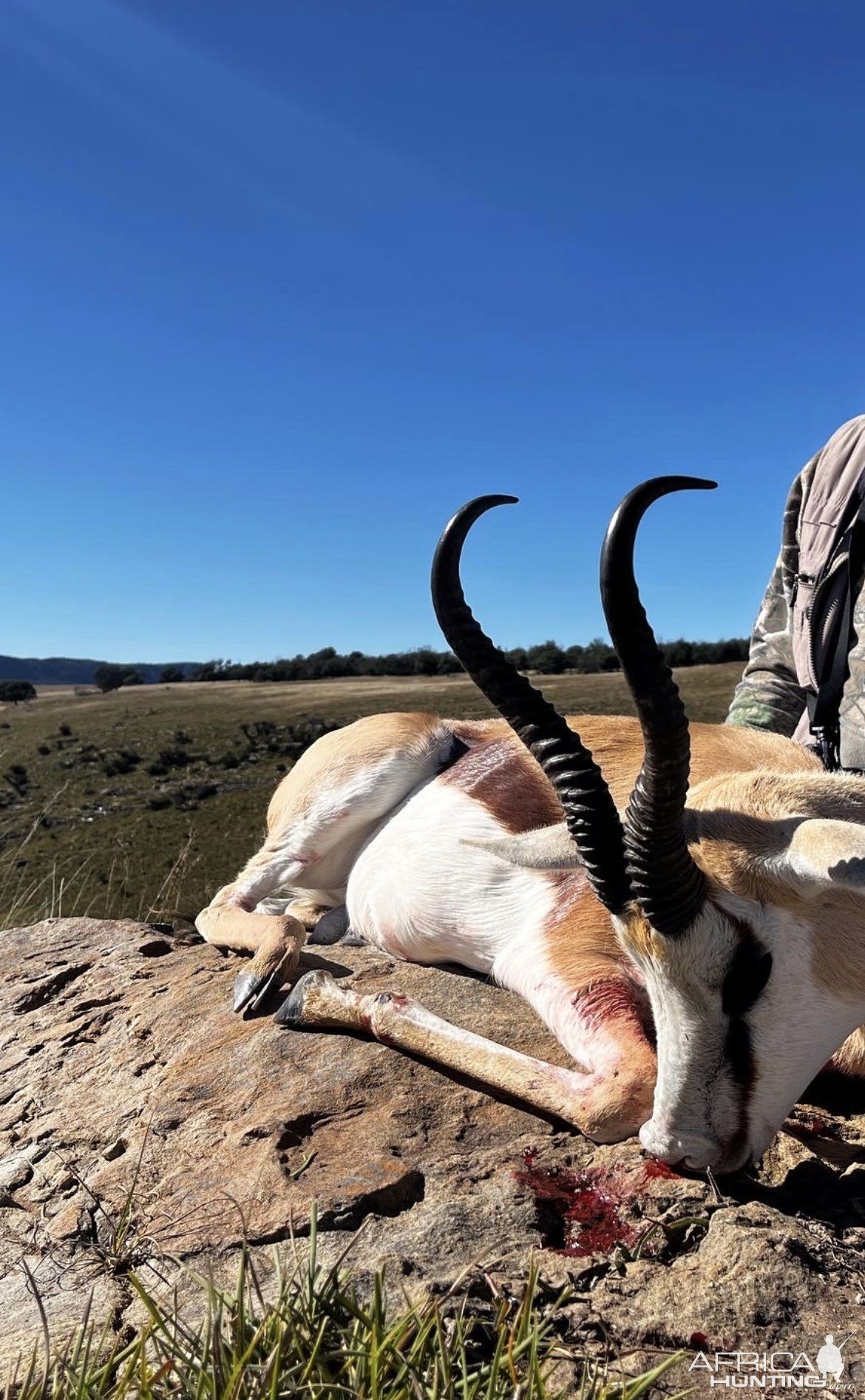 Springbok Hunt