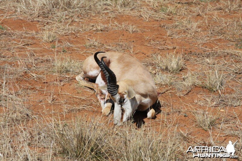 Springbok hunted in Namibia