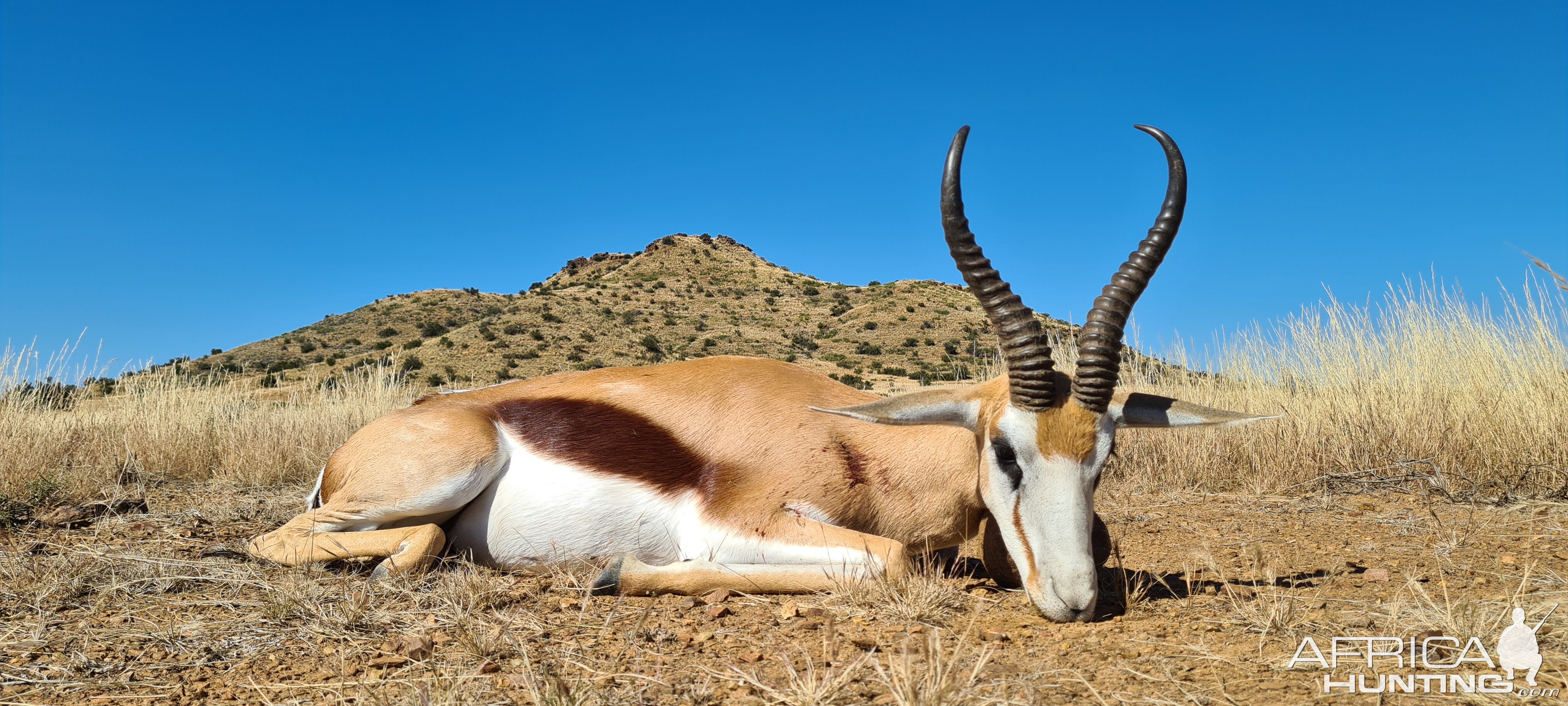 Springbok Hunting Eastern Cape South Africa