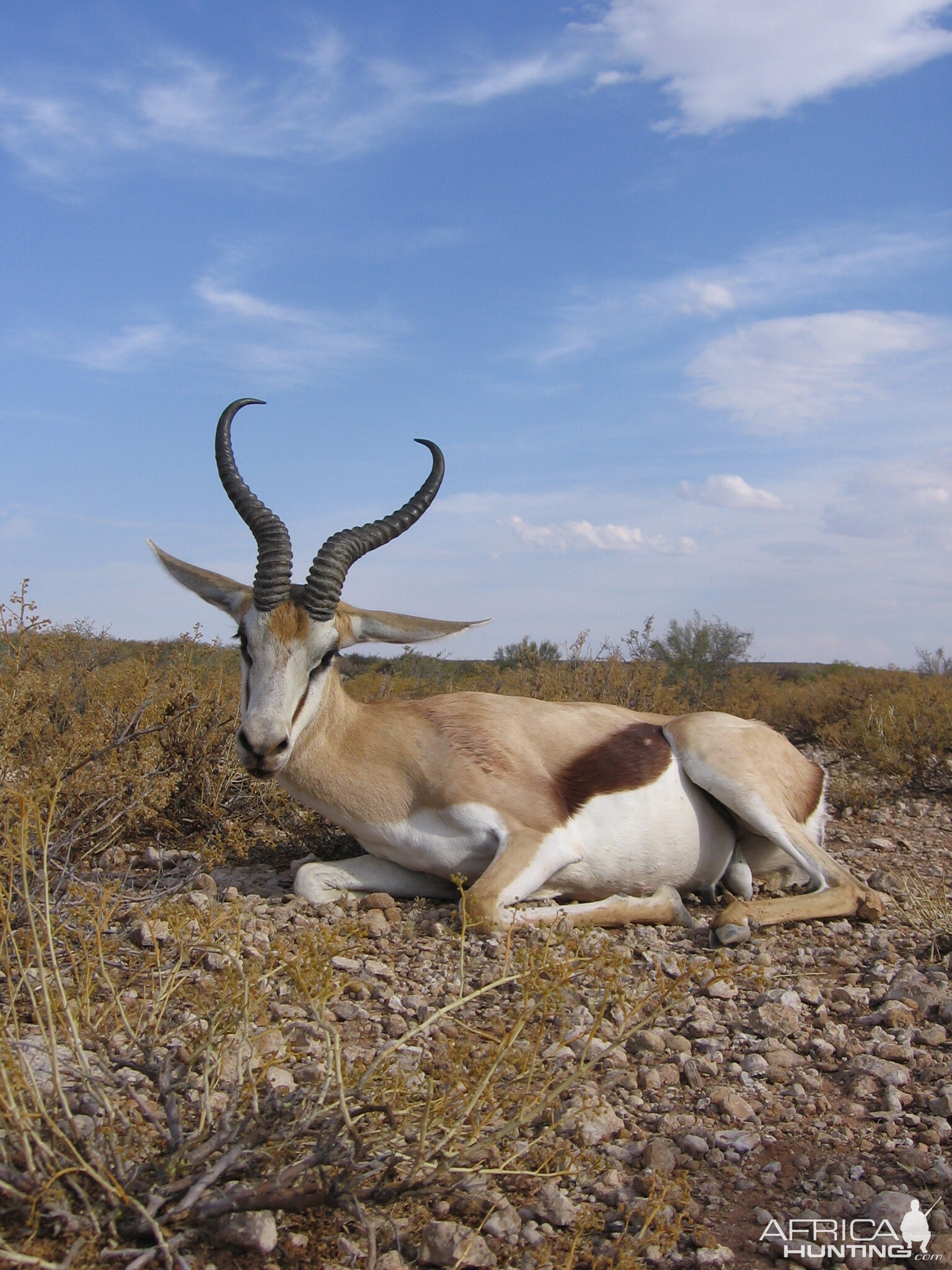 Springbok Hunting in South Africa