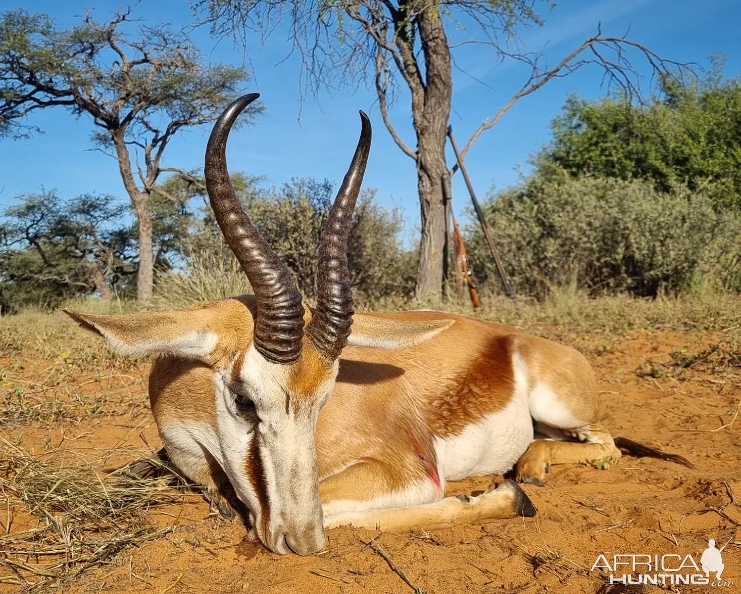 Springbok Hunting Kalahari South Africa