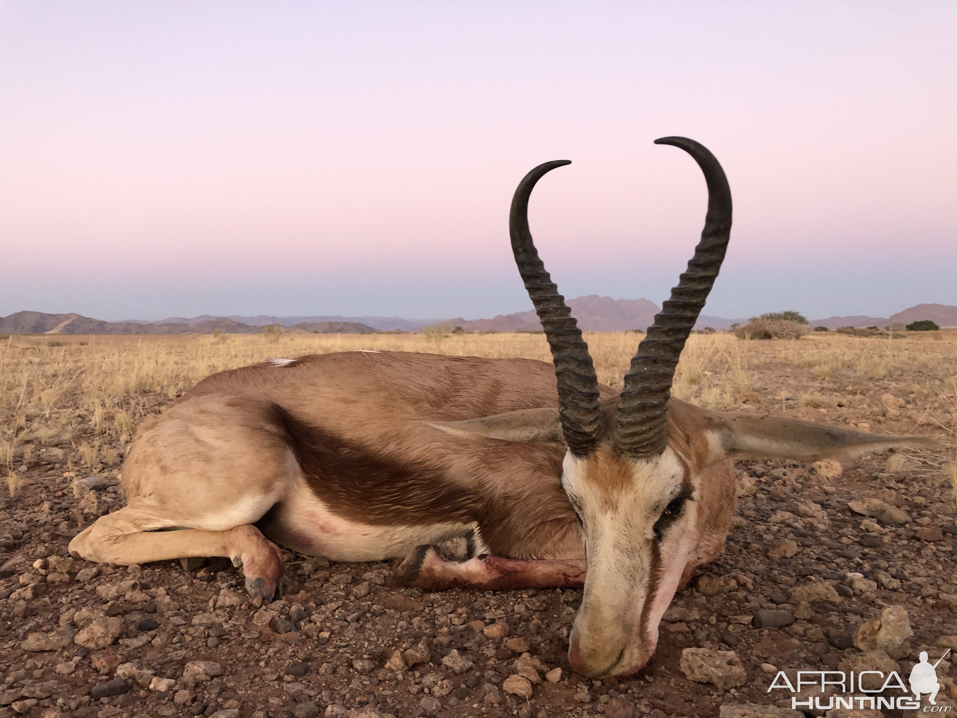 Springbok Hunting Namibia