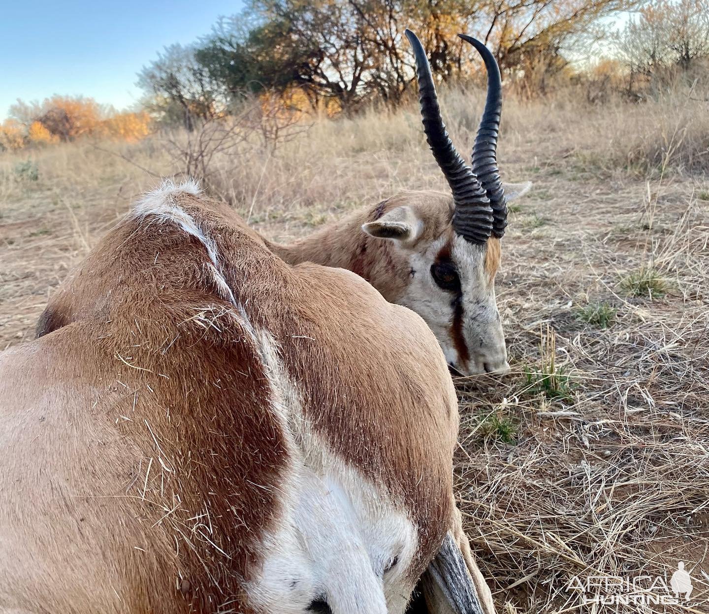 Springbok Hunting Namibia