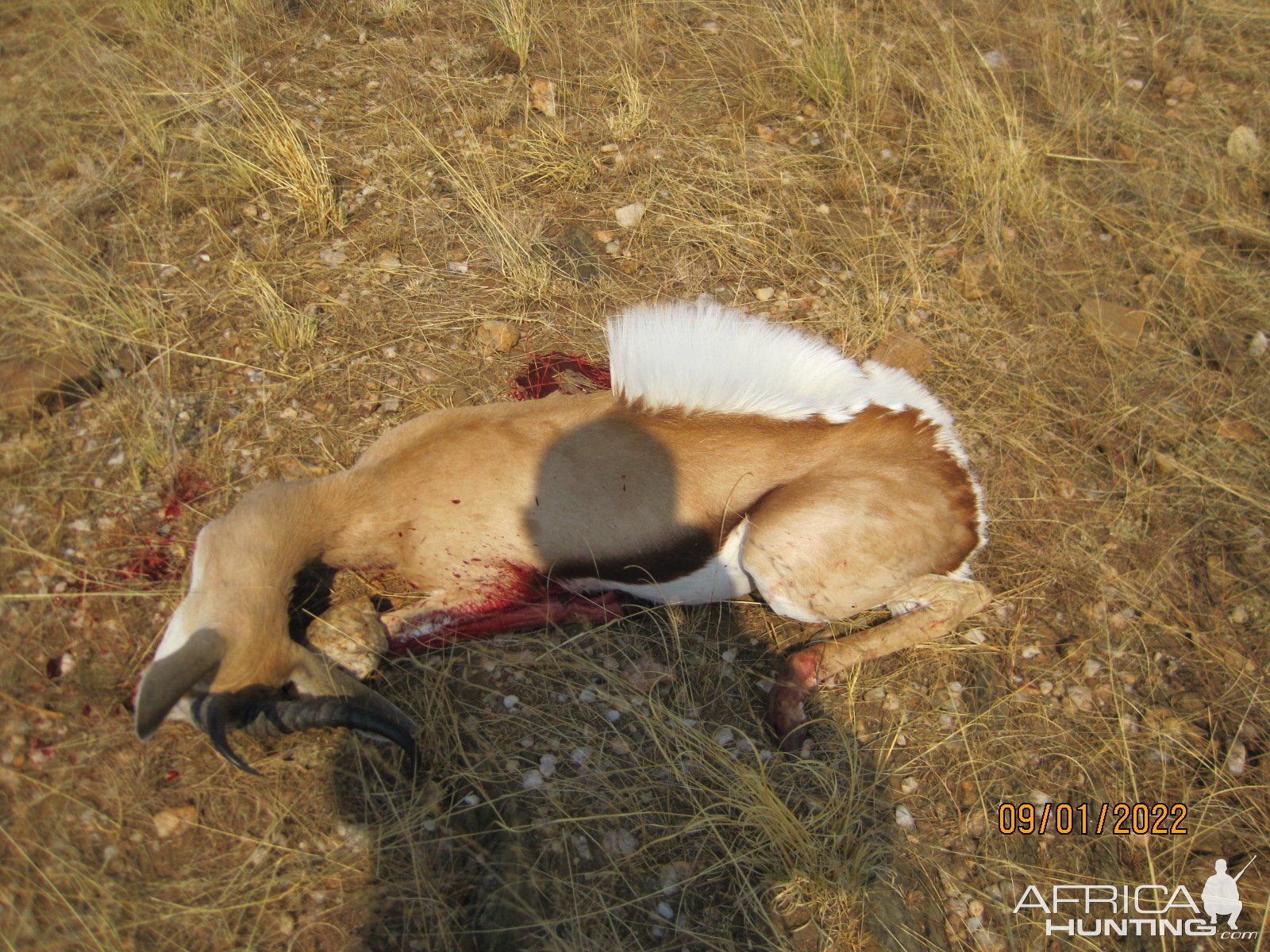 Springbok Hunting Namibia