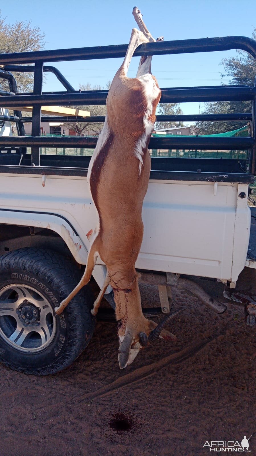 Springbok Hunting South Africa