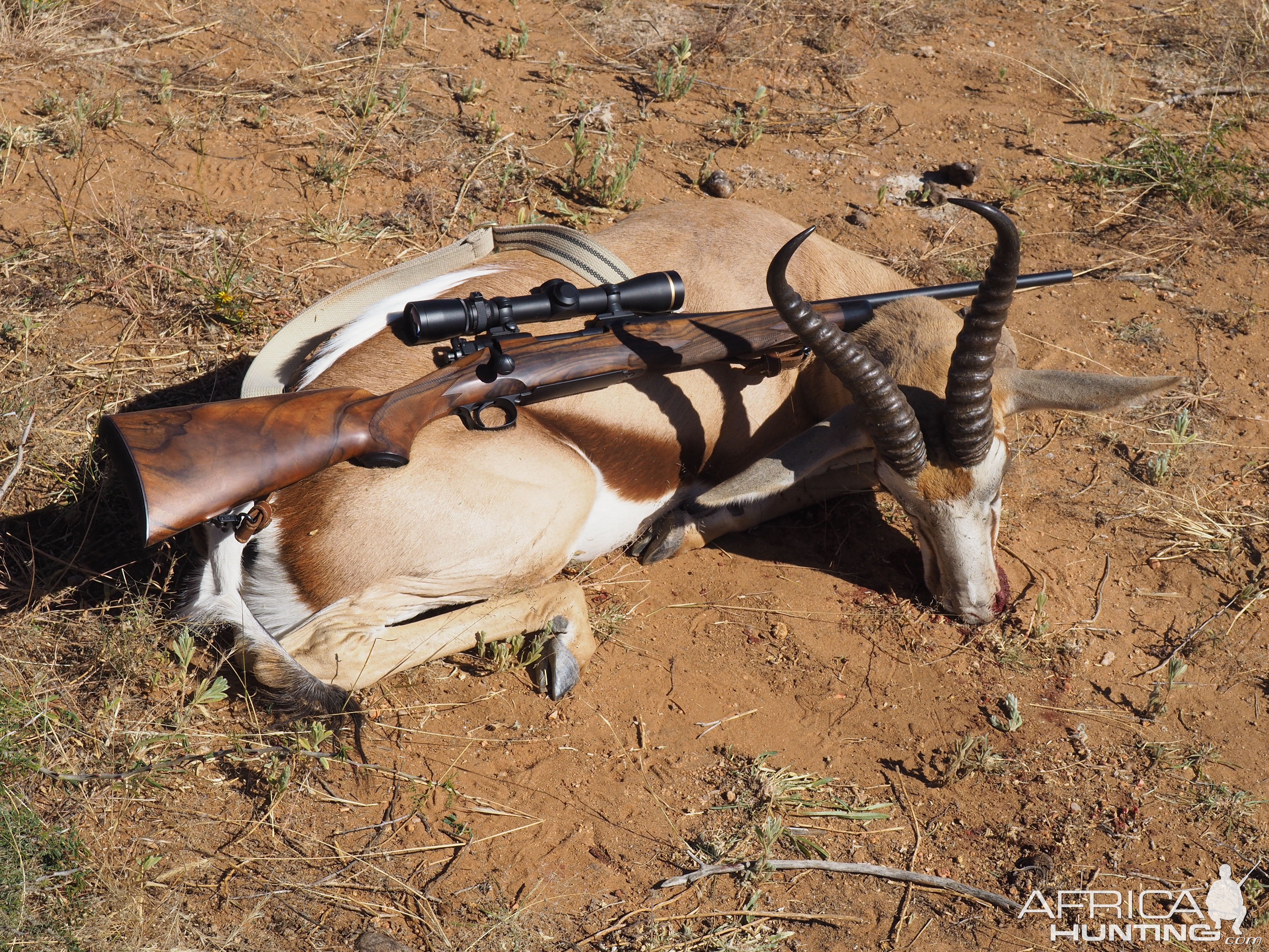 Springbok Hunting