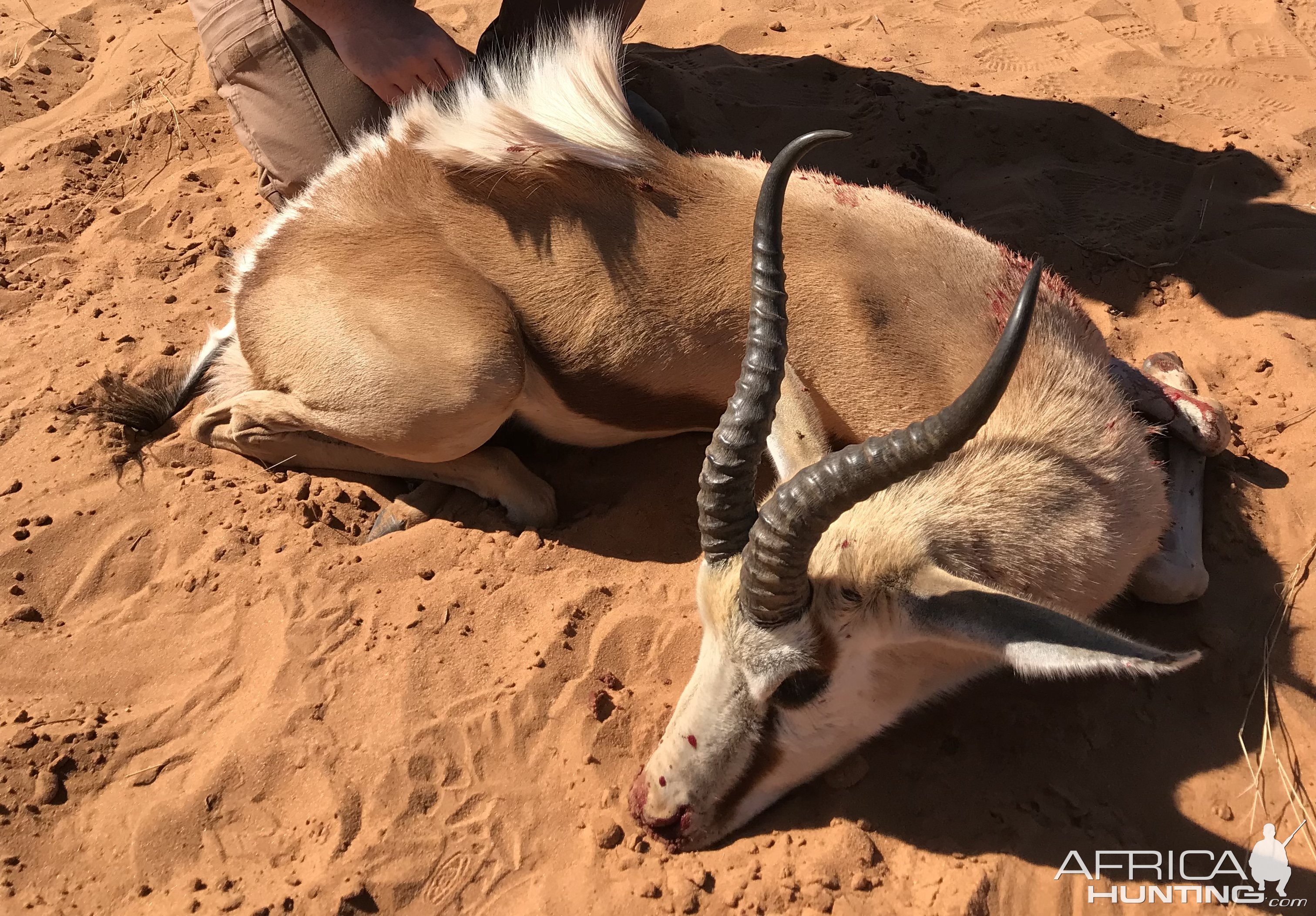 Springbok Hunting