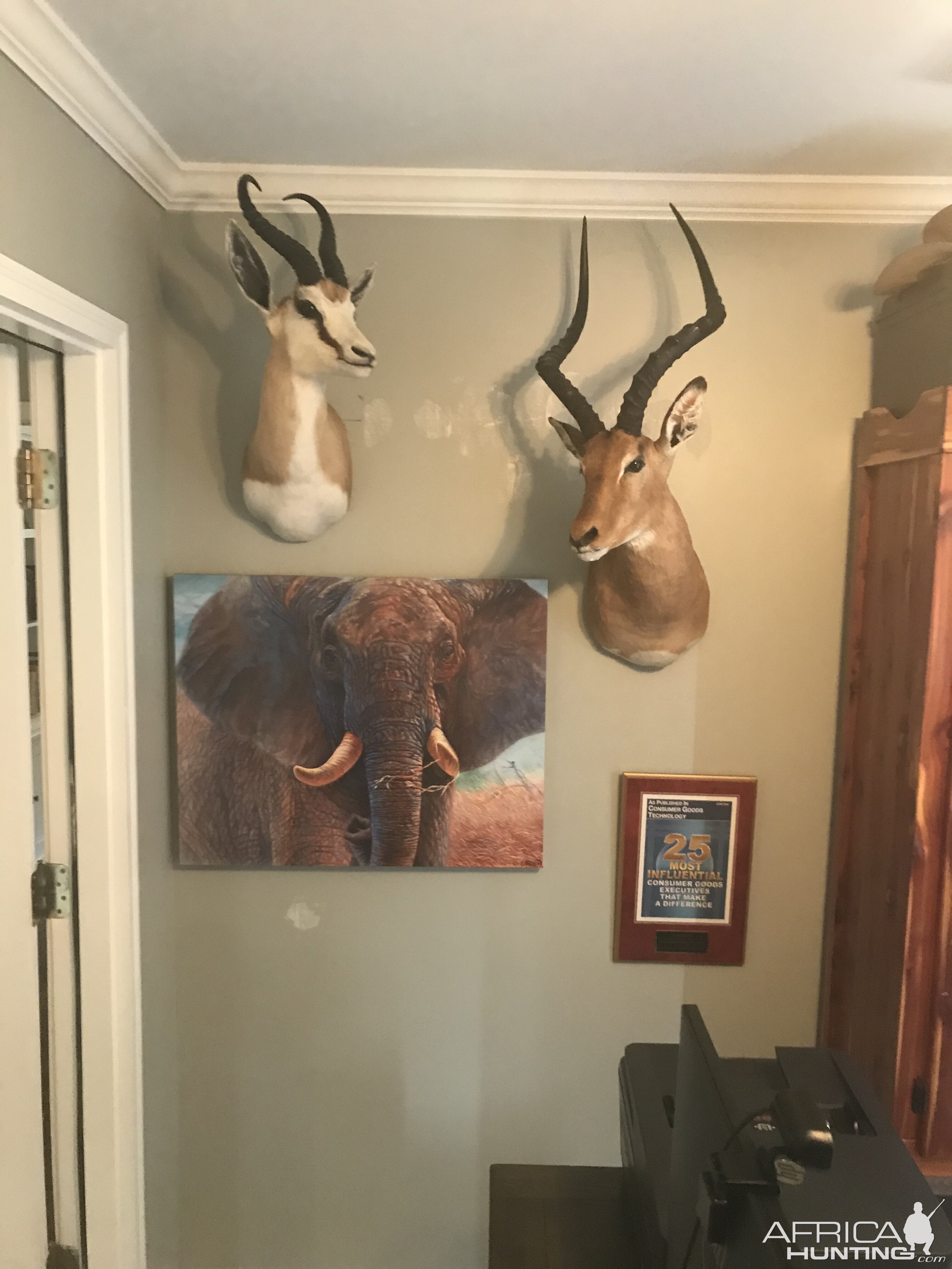 Springbok & Impala Shoulder Mount Taxidermy