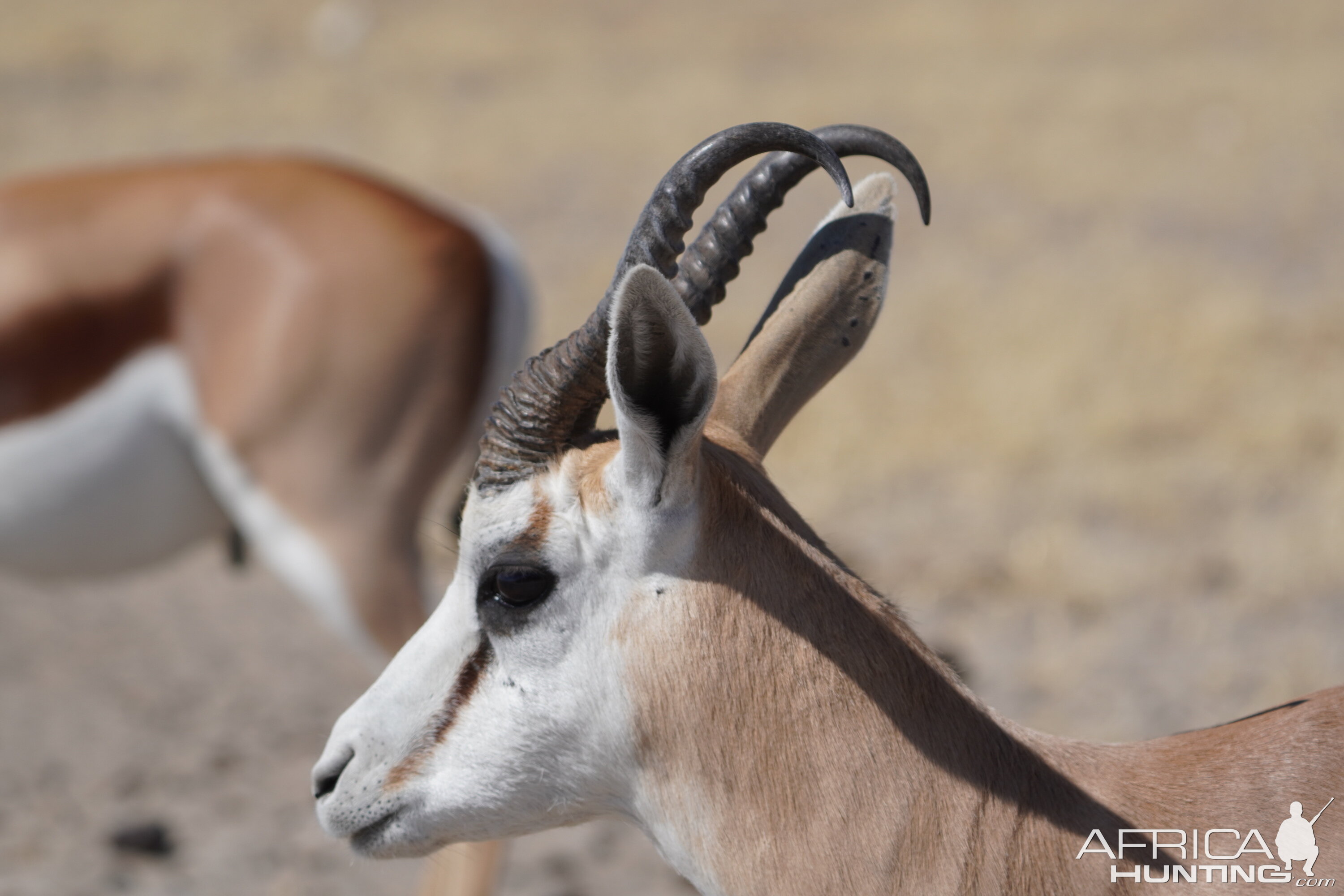 Springbok in Etosha National Park Namibia