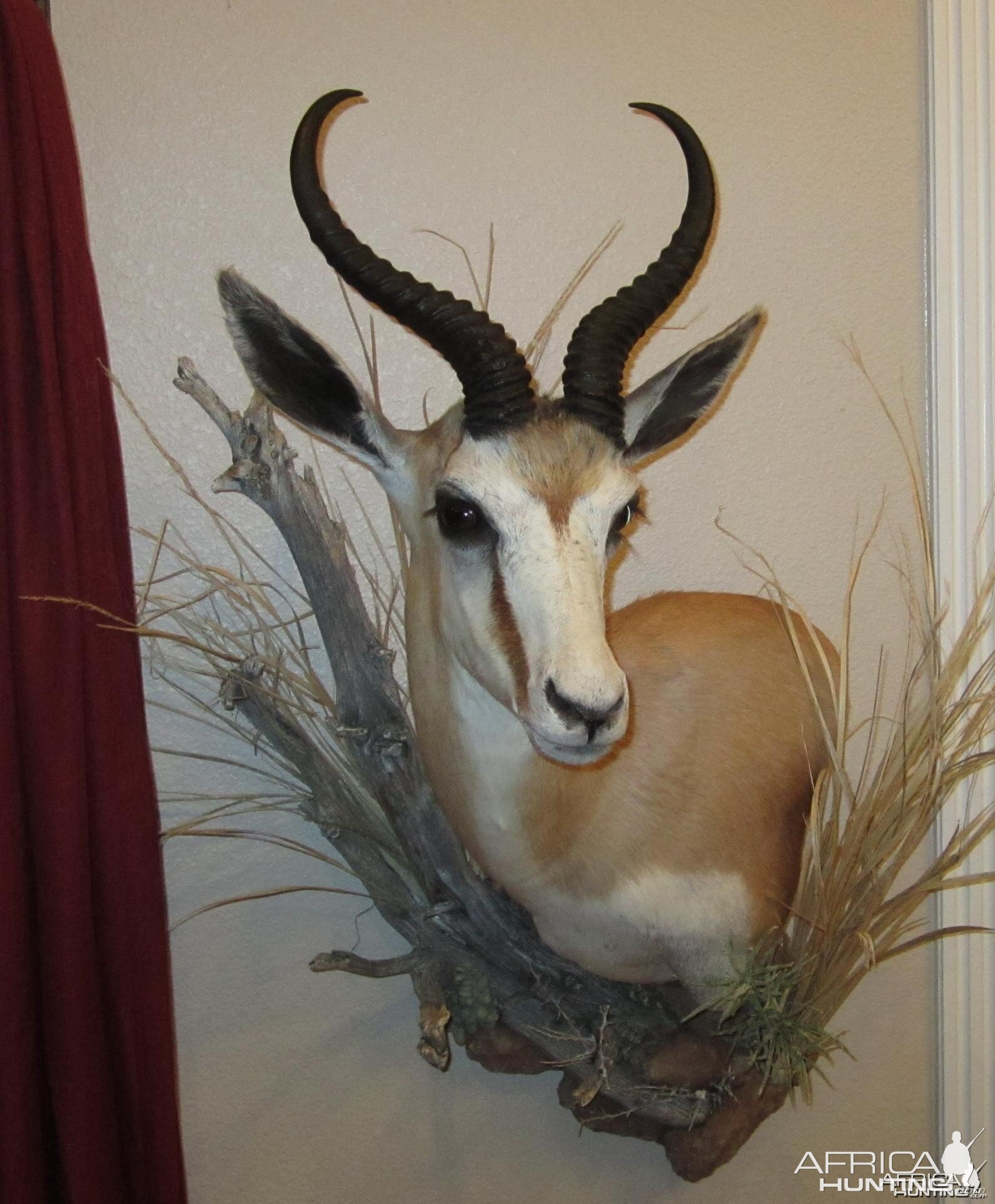 Springbok mount