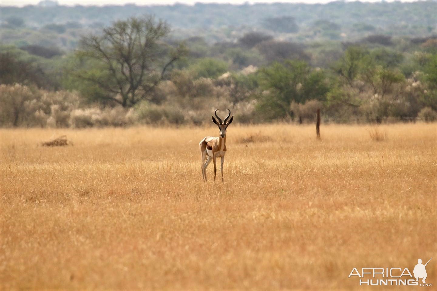 Springbok Namibia