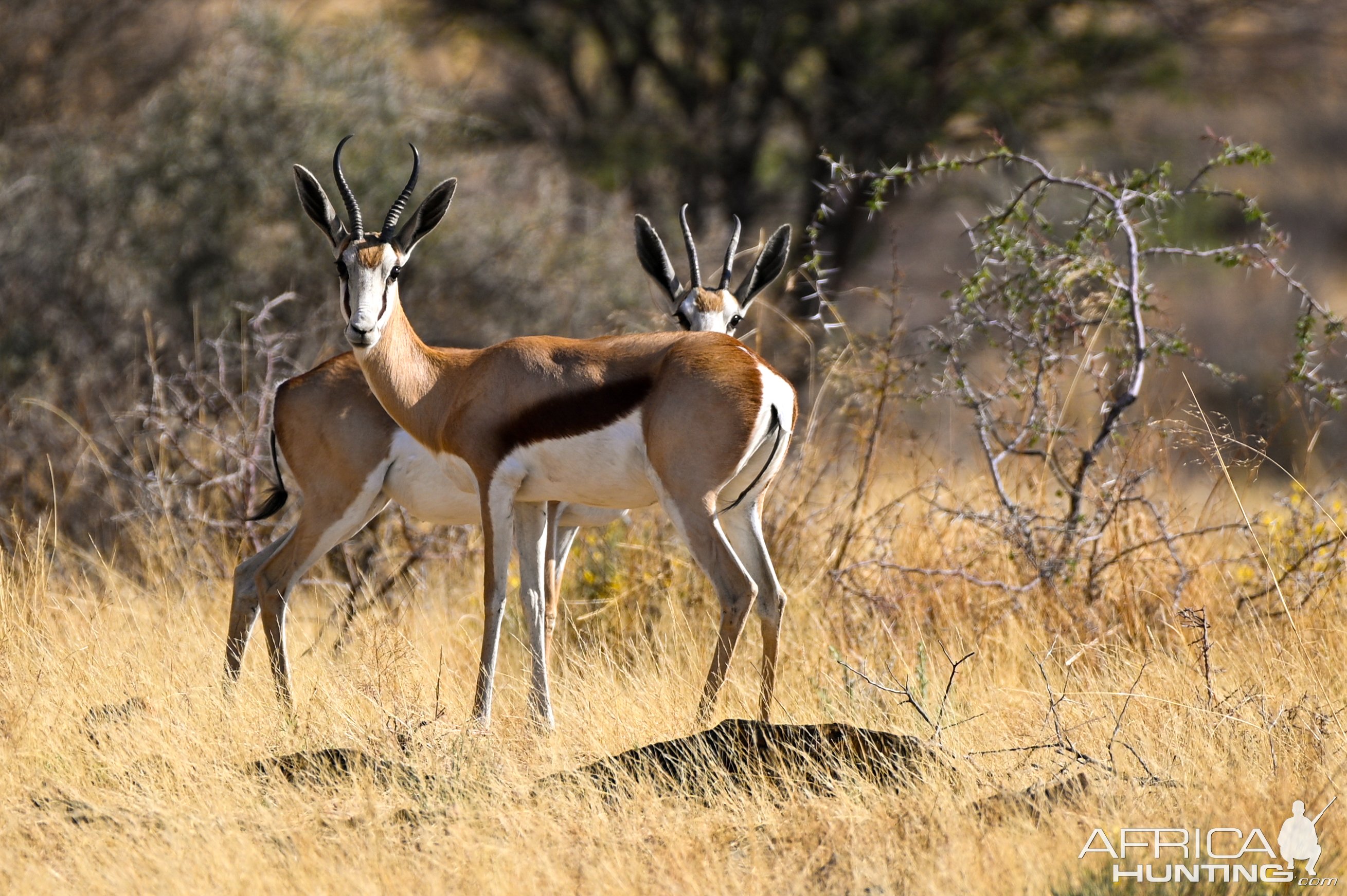 Springbok Namibia