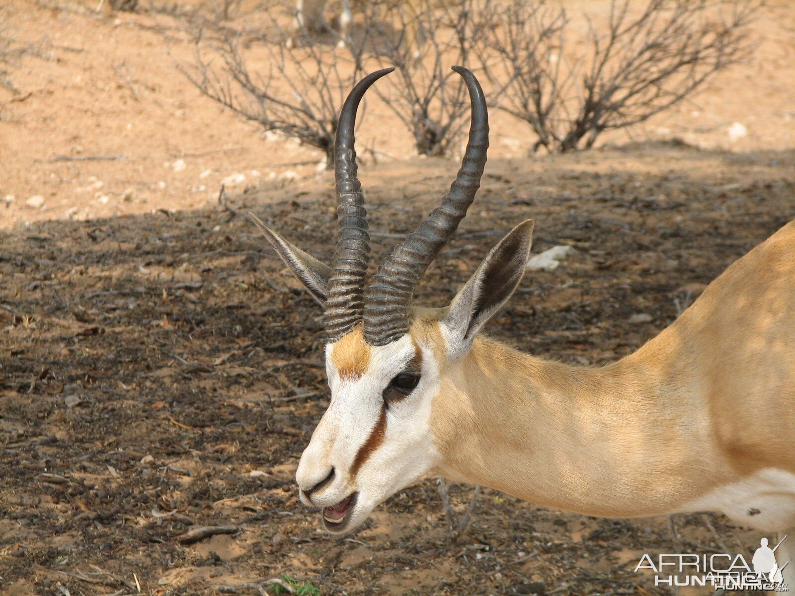 Springbok Namibia