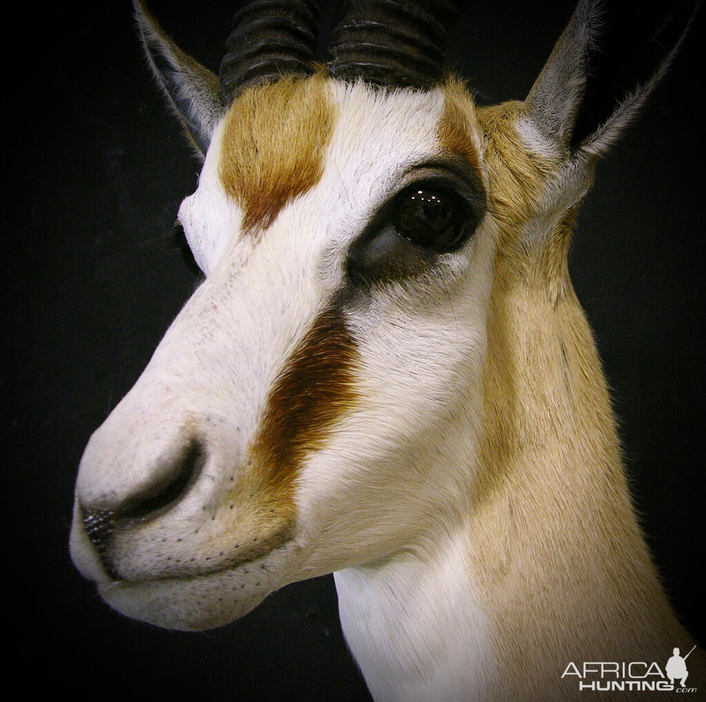 Springbok Shoulder Mount Taxidermy Close Up