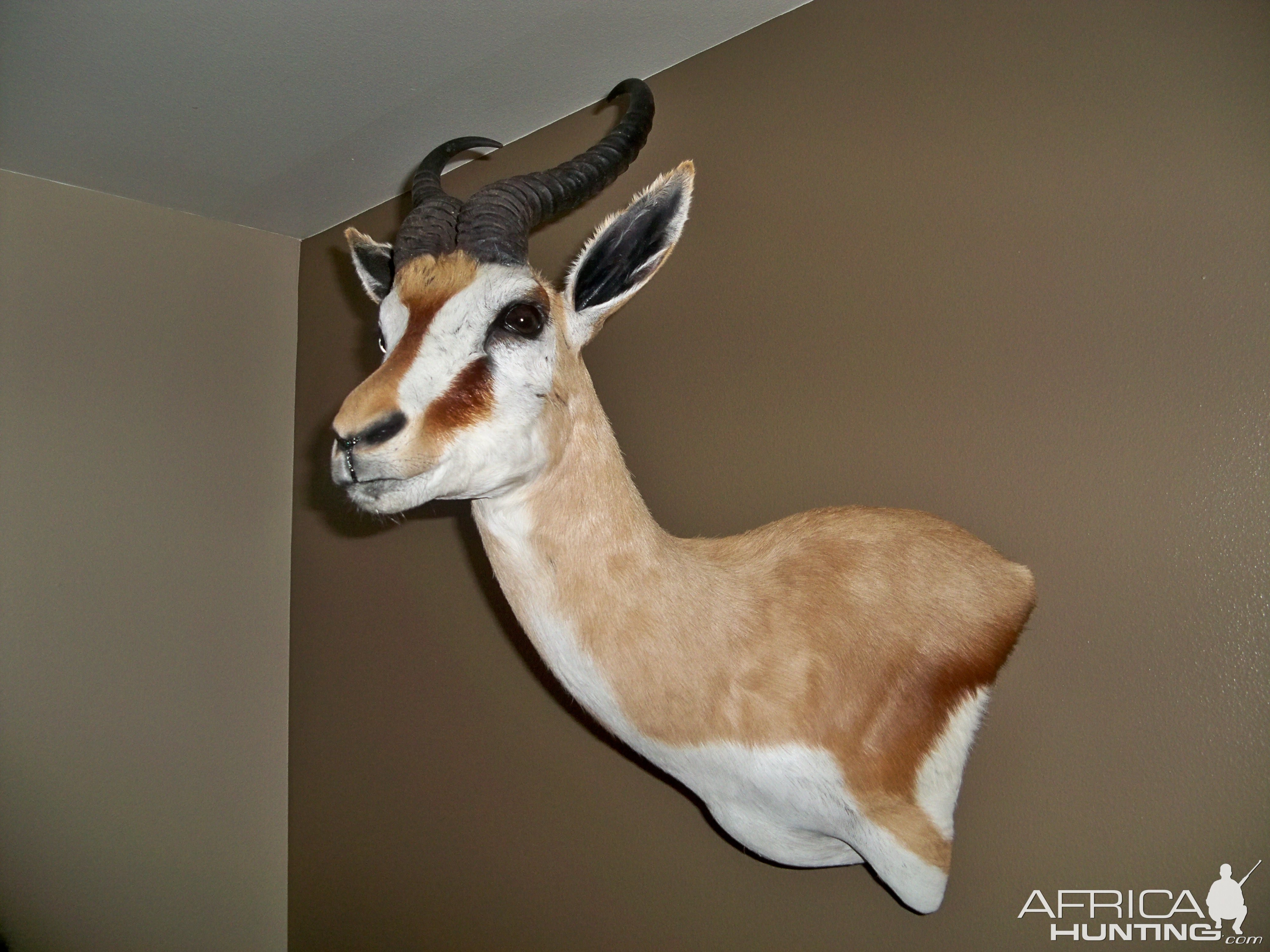 Springbok Shoulder Mount Taxidermy