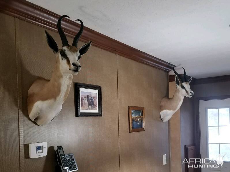 Springbok Shoulder Mount Taxidermy