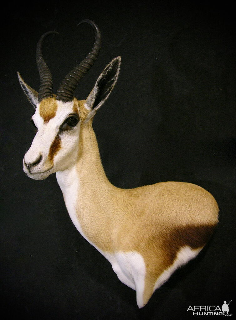 Springbok Shoulder Mount Taxidermy