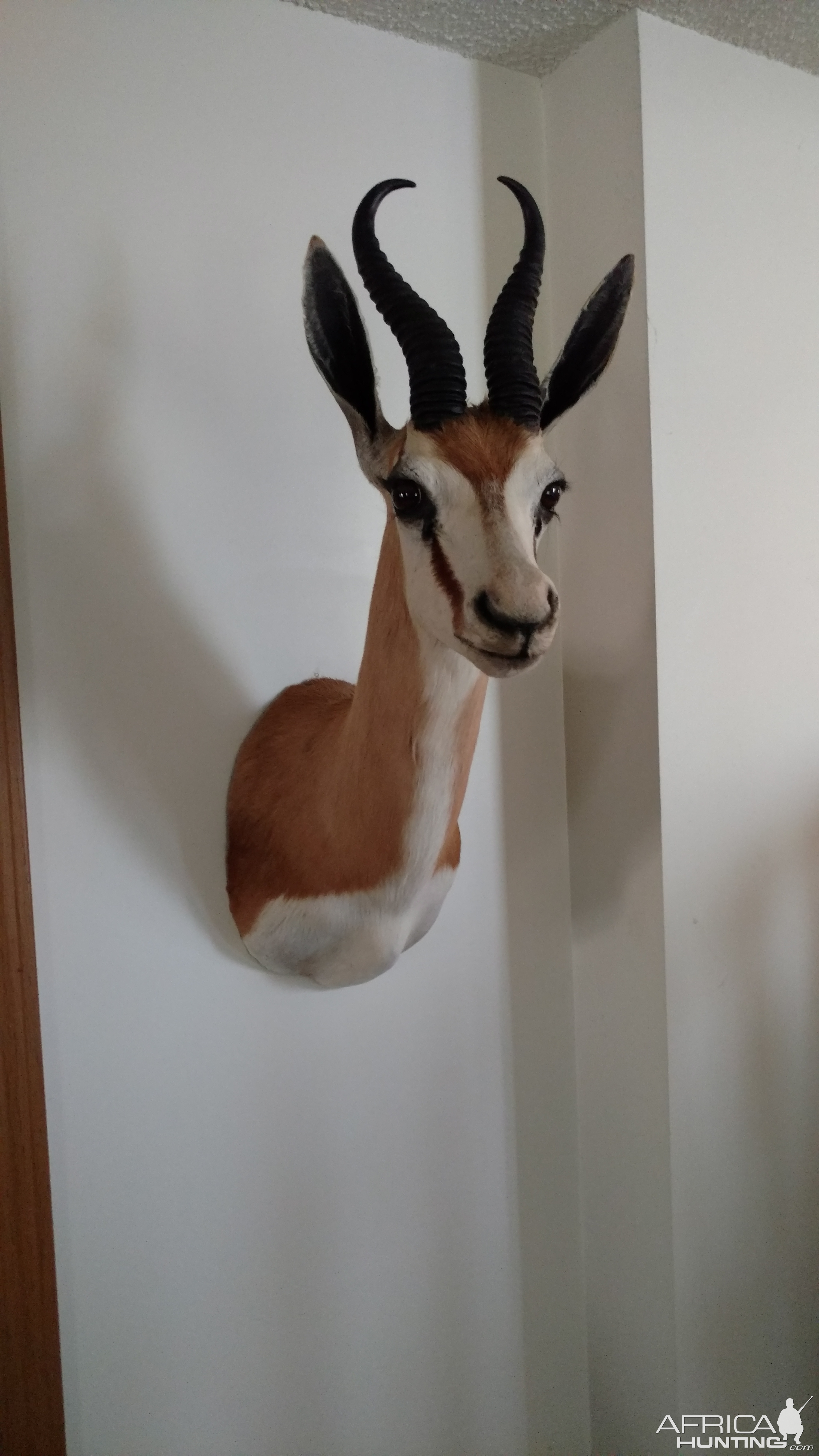 Springbok Shoulder Mount Taxidermy