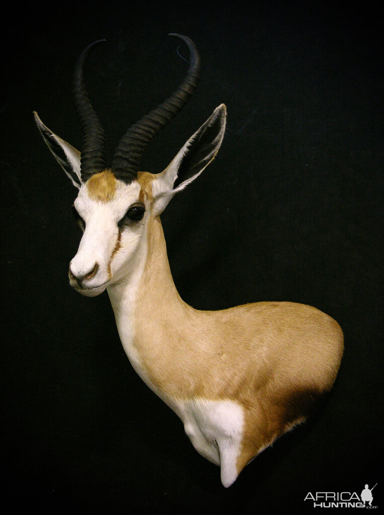 Springbok Shoulder Mount Taxidermy