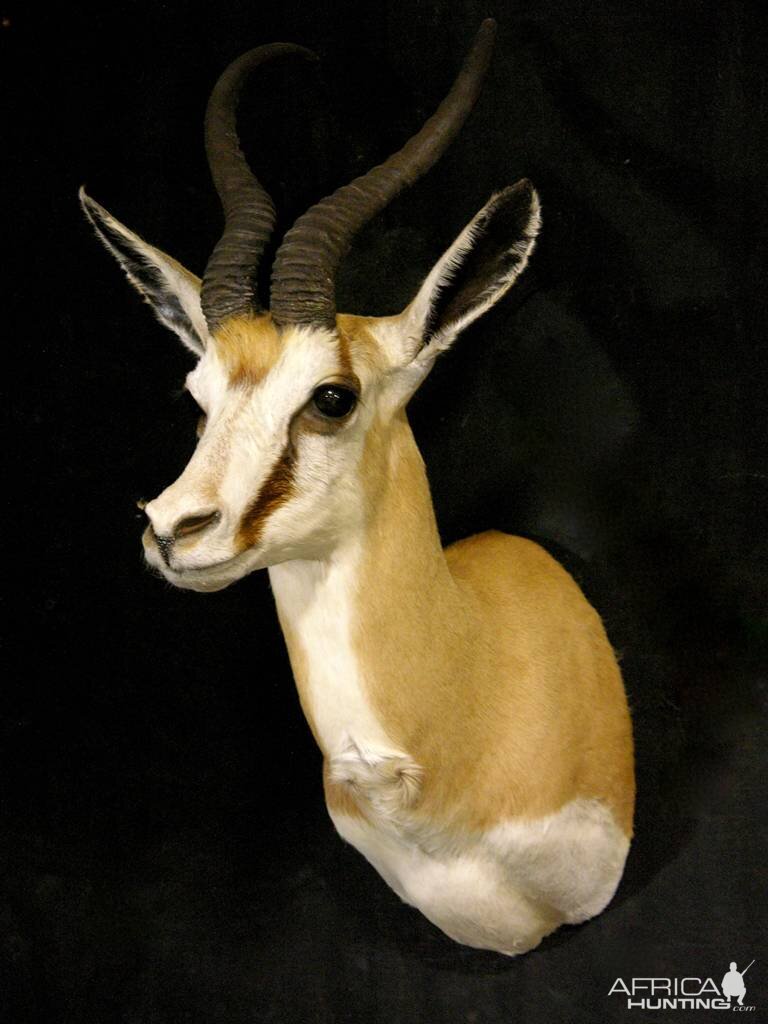 Springbok Shoulder Mount Taxidermy