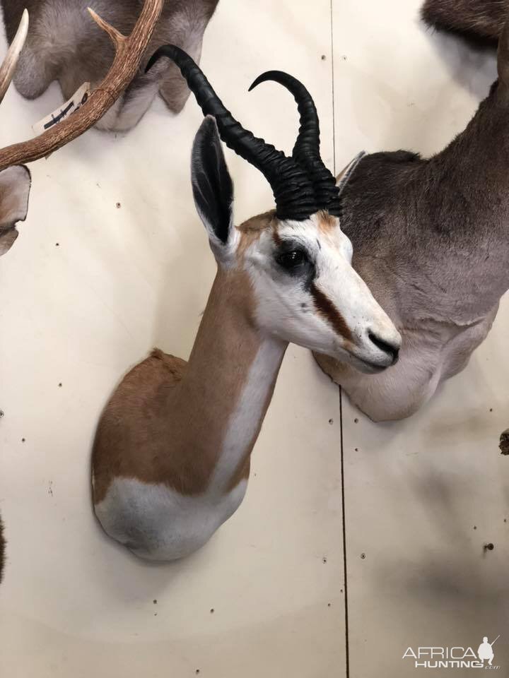 Springbok  Shoulder Mount Taxidermy