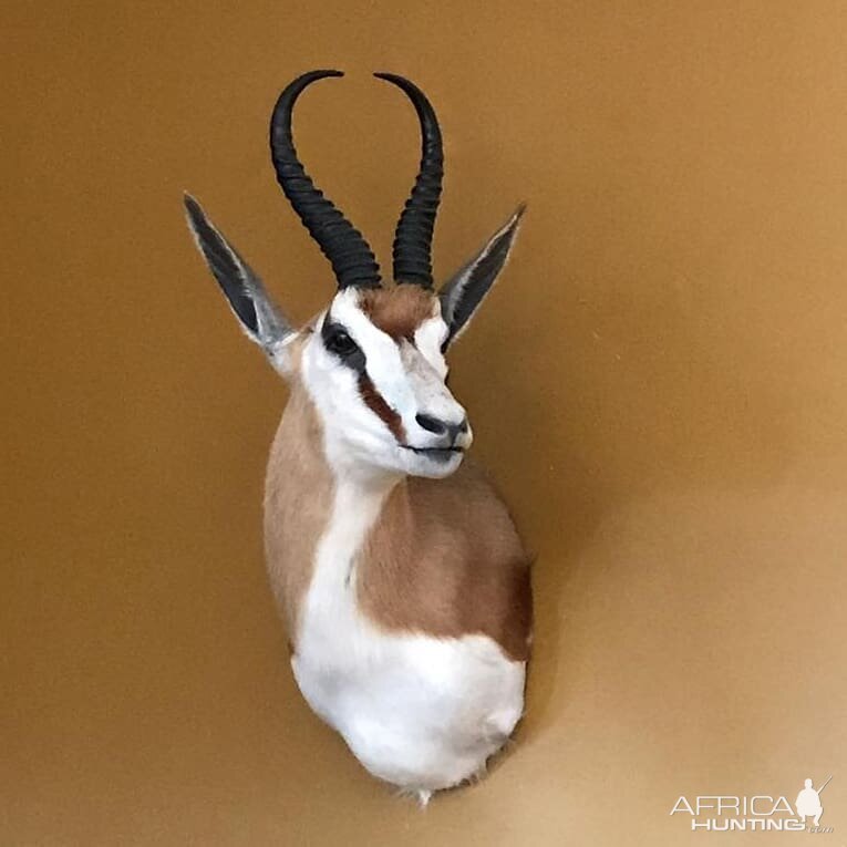 Springbok Shoulder Mount Taxidermy