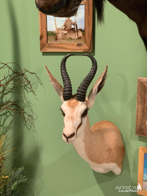 Springbok Shoulder Mount Taxidermy