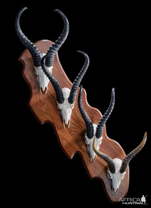 Springbok Skull Mounts