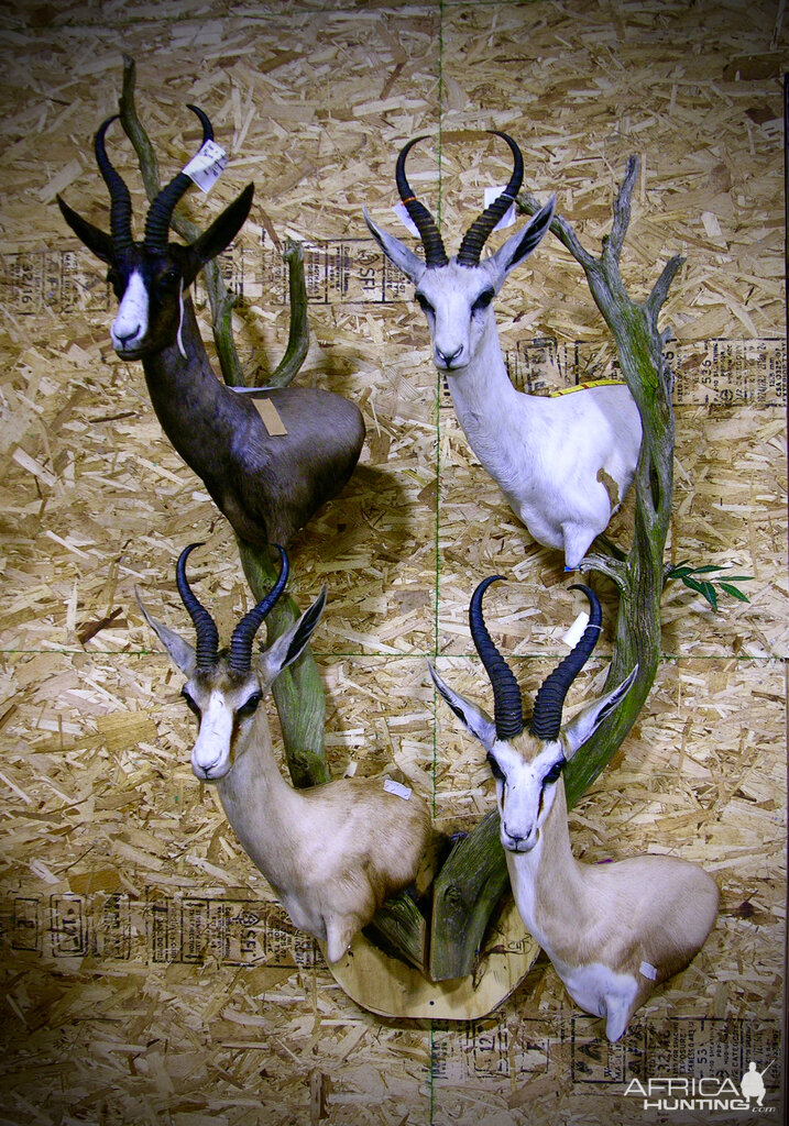 Springbok Slam Pedestal Taxidermy