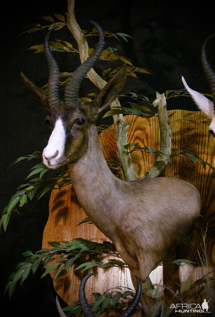 Springbok Slam Shoulder Mount Taxidermy