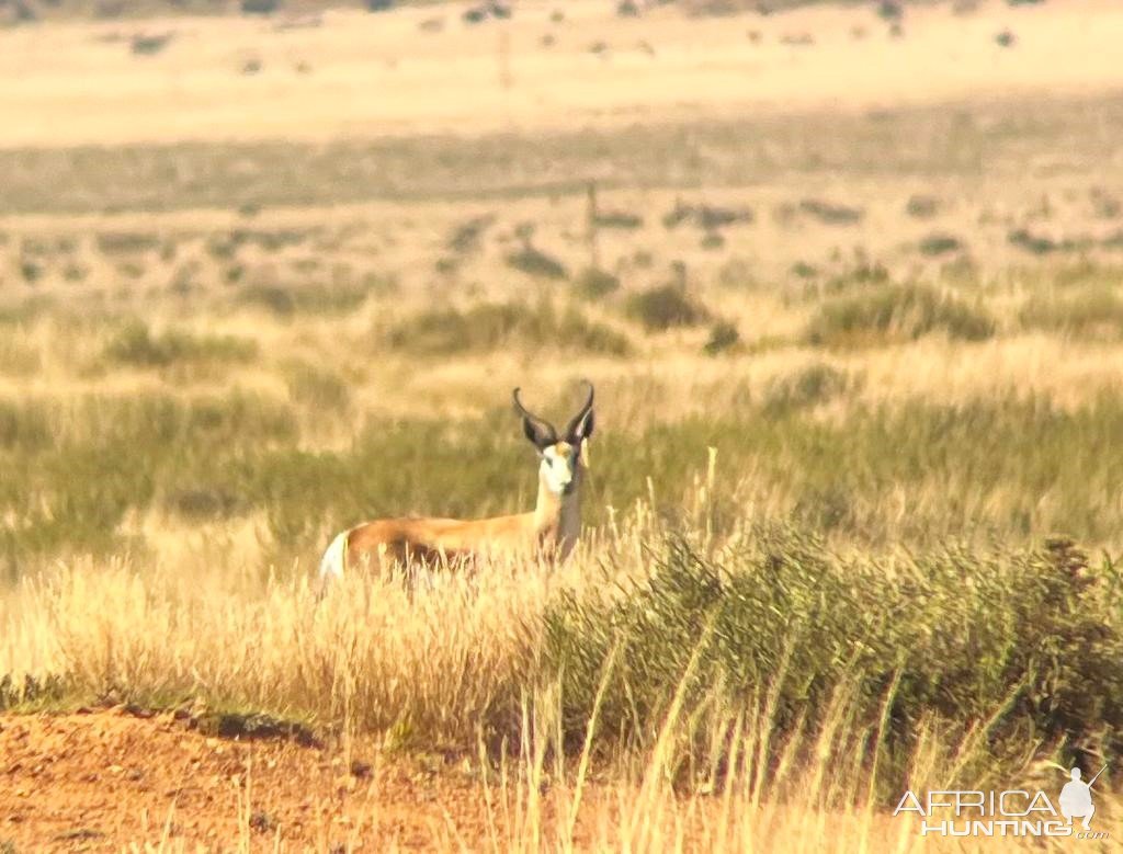 Springbok South Africa