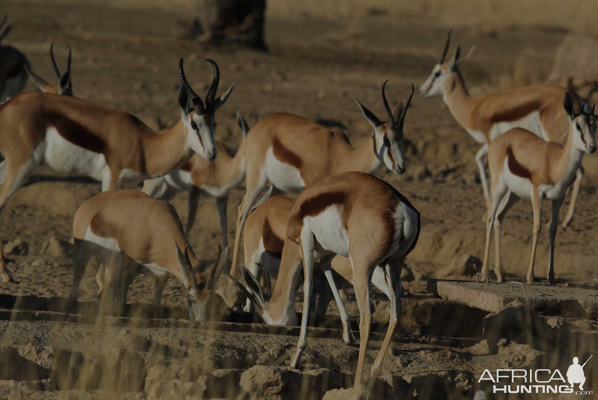 Springbok South Africa