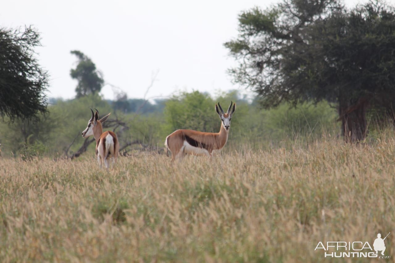 Springbok South Africa