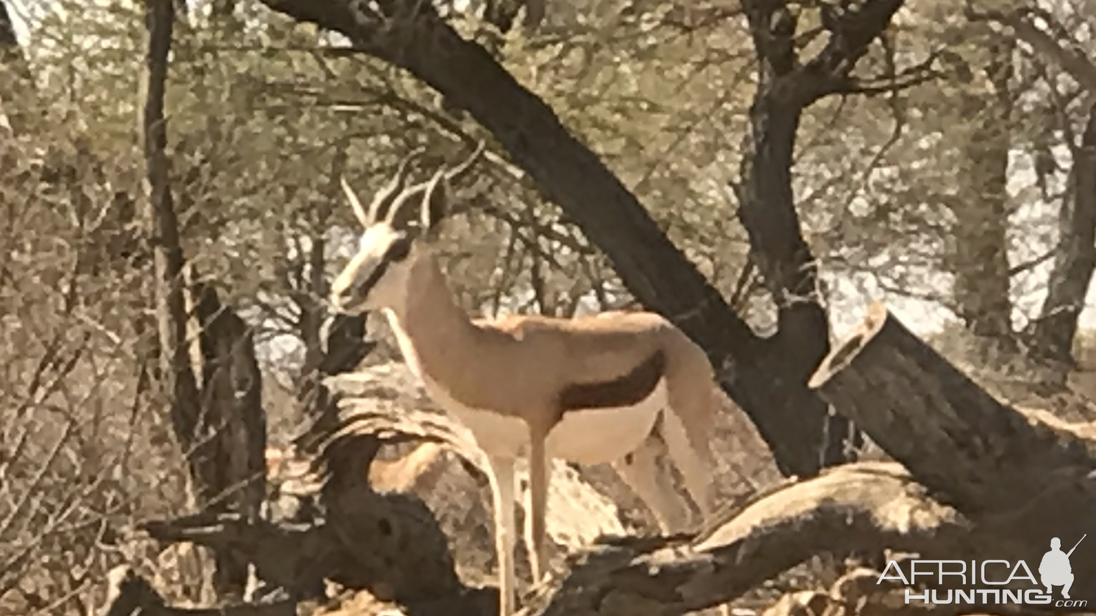 Springbok South Africa