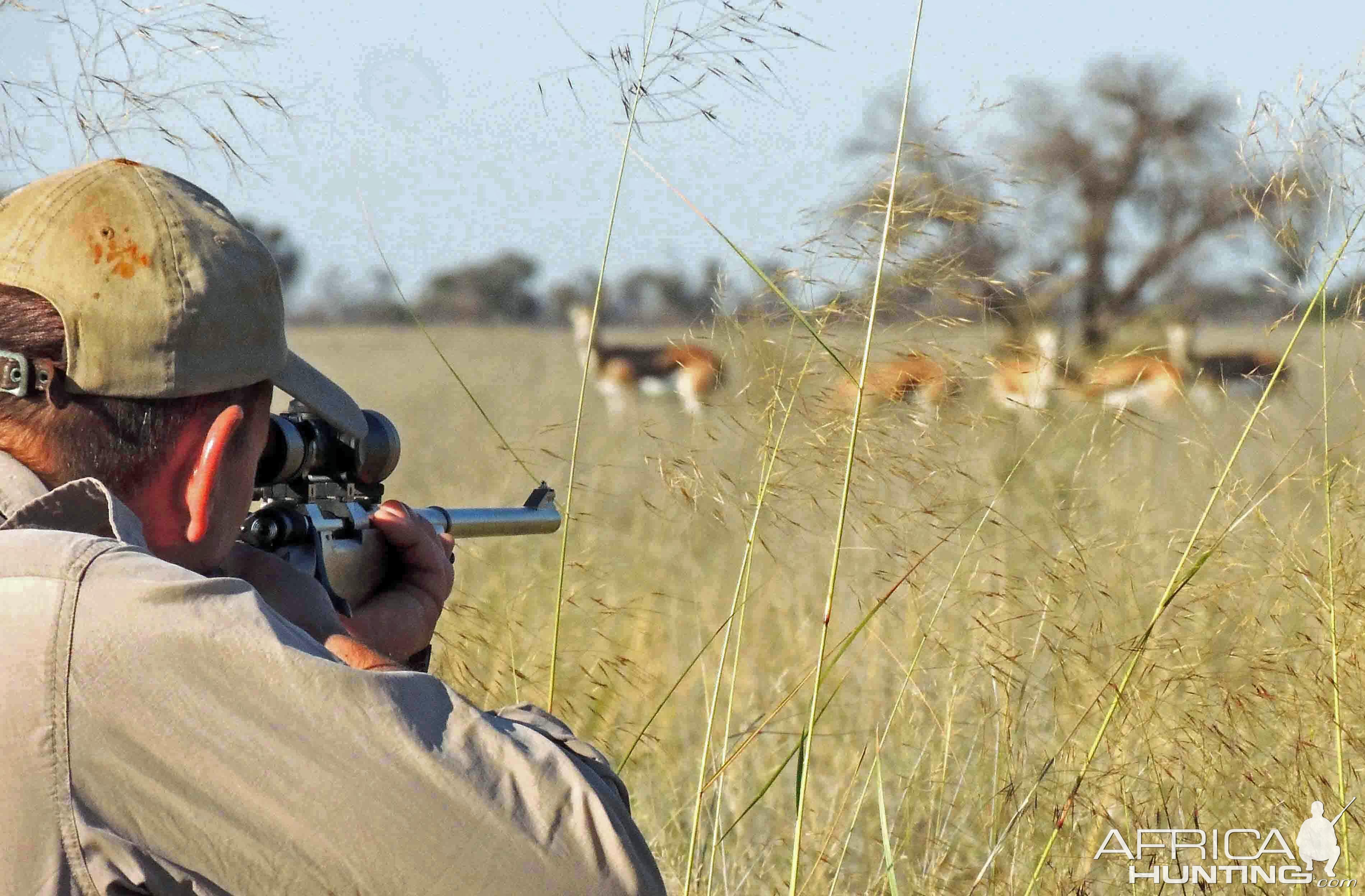 Springbok stalk