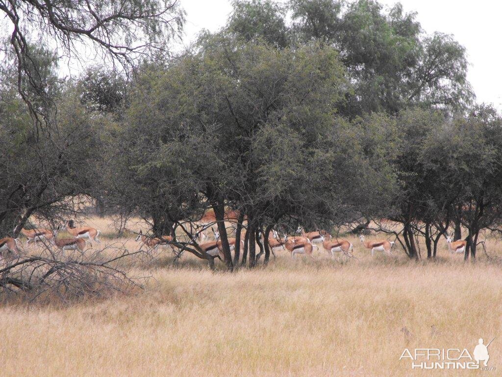 Springbok Terrain and sightings Hartzview Hunting Safaris