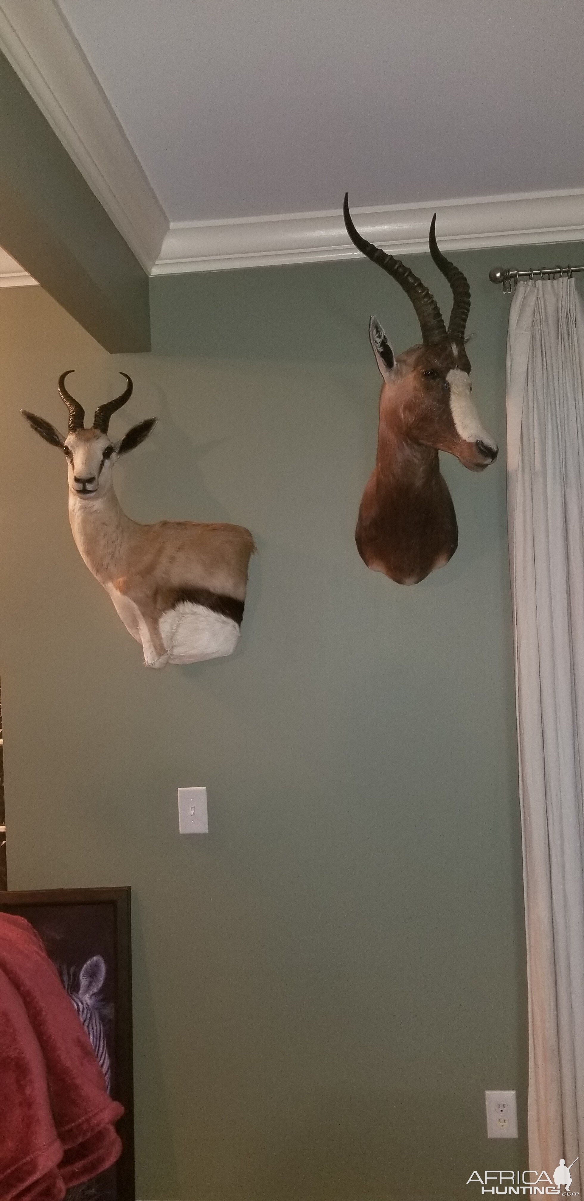 Springbok Wall Mound & Blessbok Shoulder Mount Taxidermy