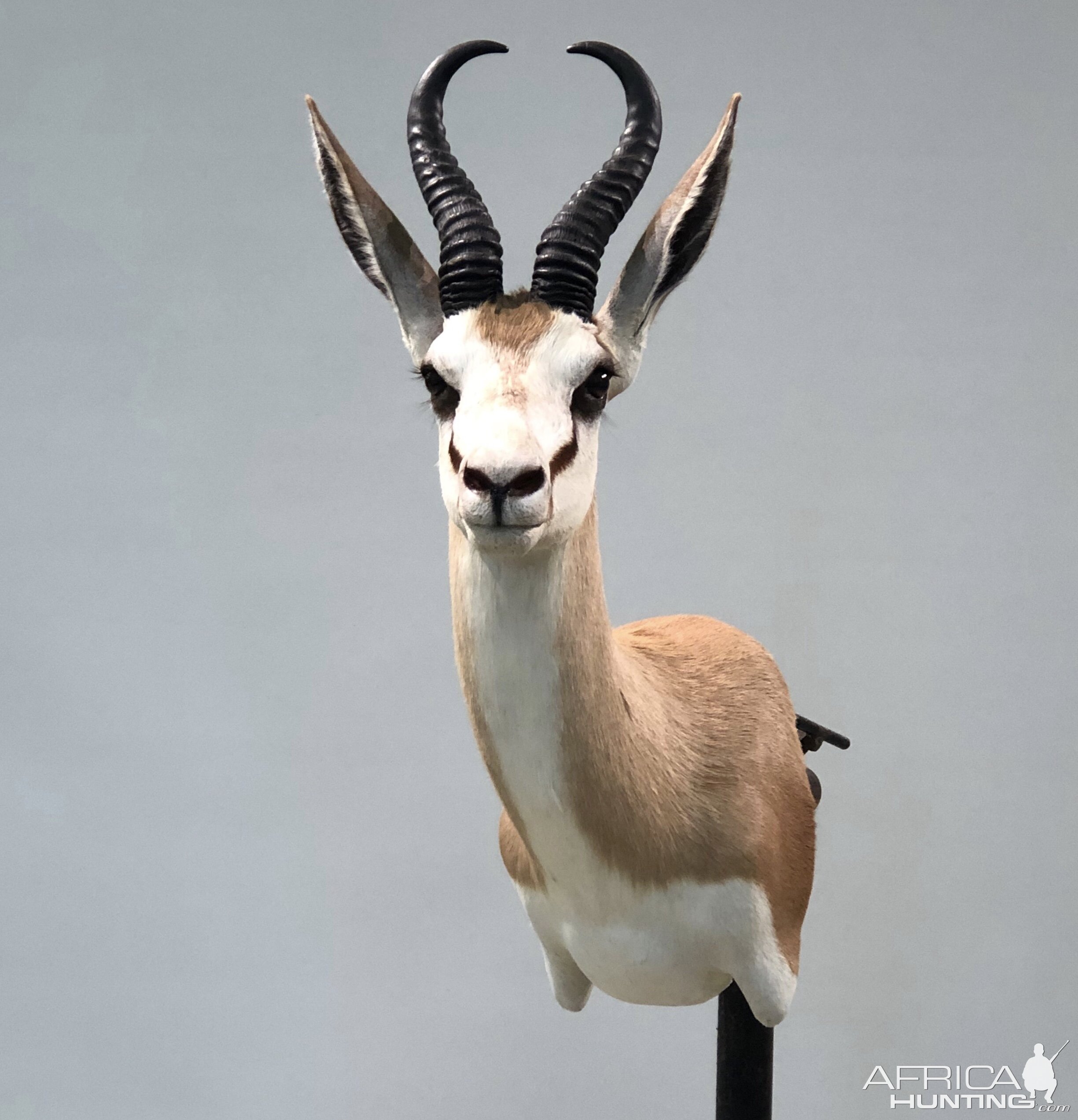 Springbok Wall Mount Taxidermy