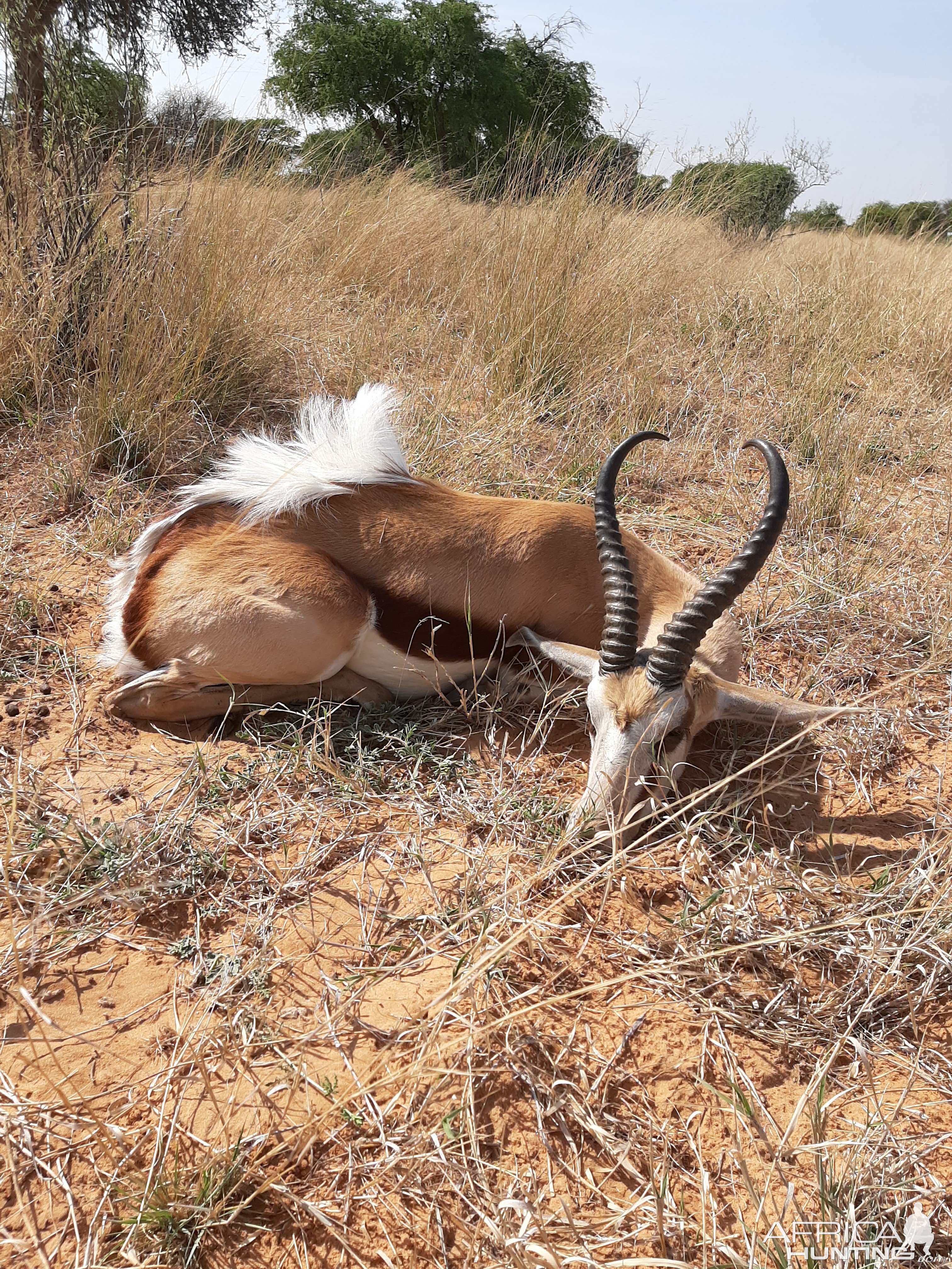 Springbok Warthog Hunt Kalahari South Africa