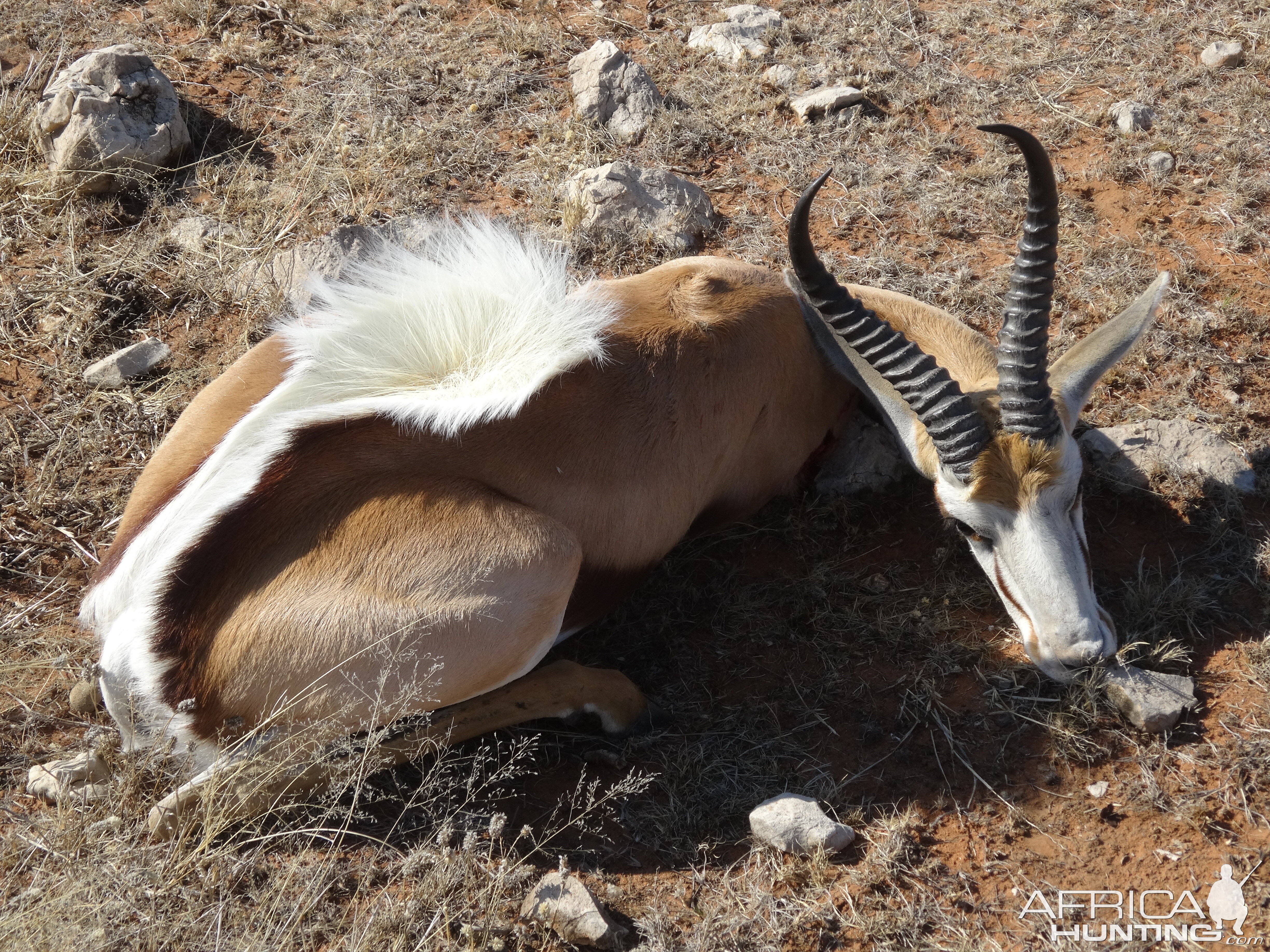 springbok young ram flared