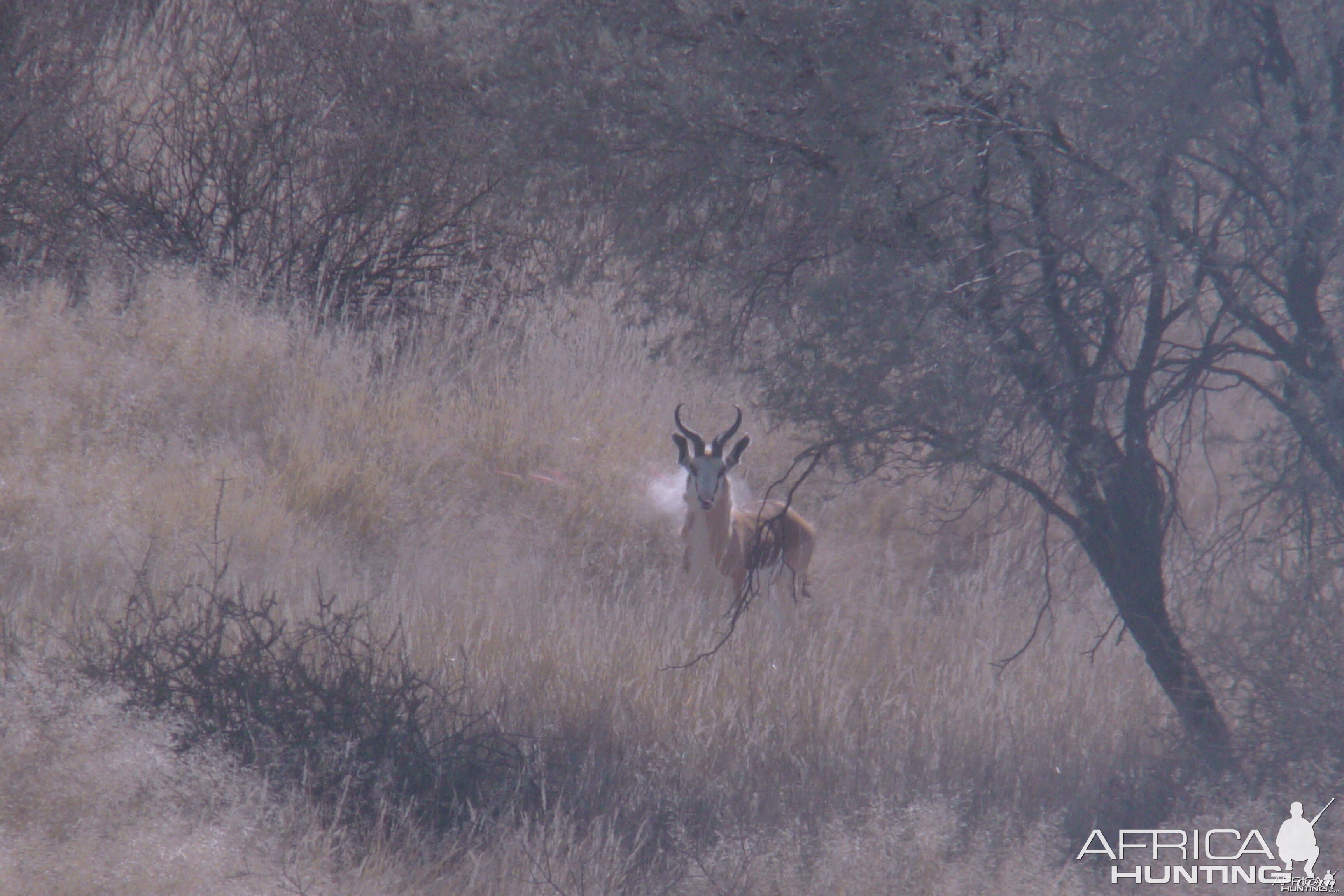 Springbok