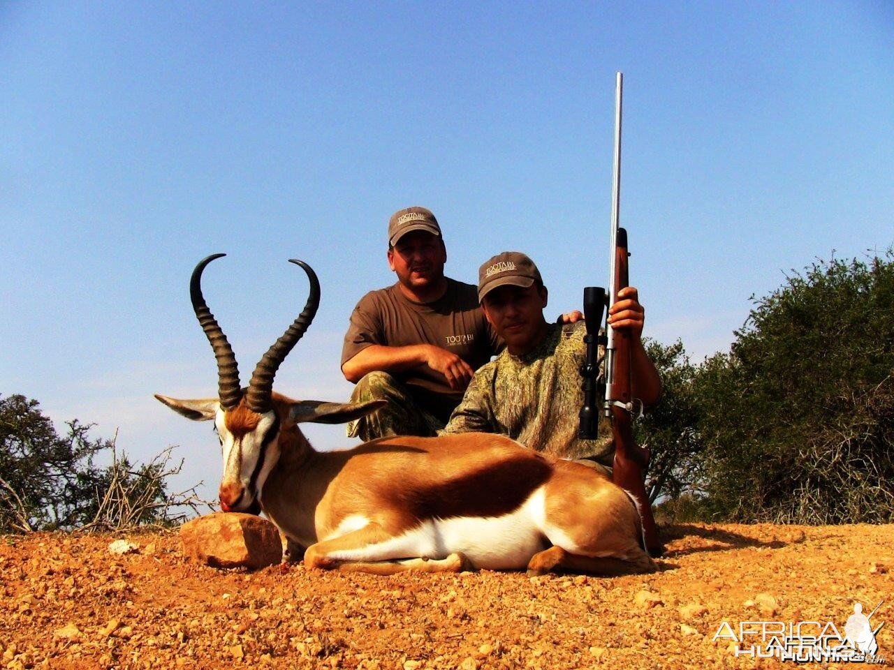 Springbok