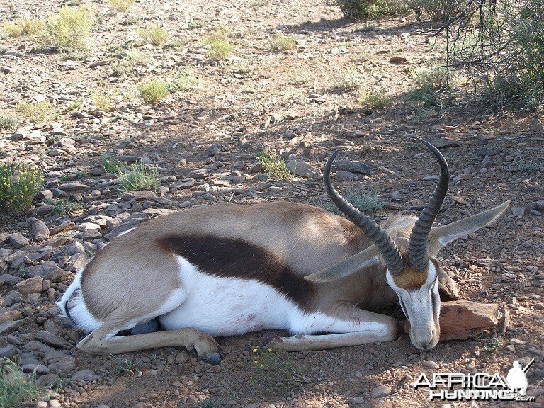 Springbok