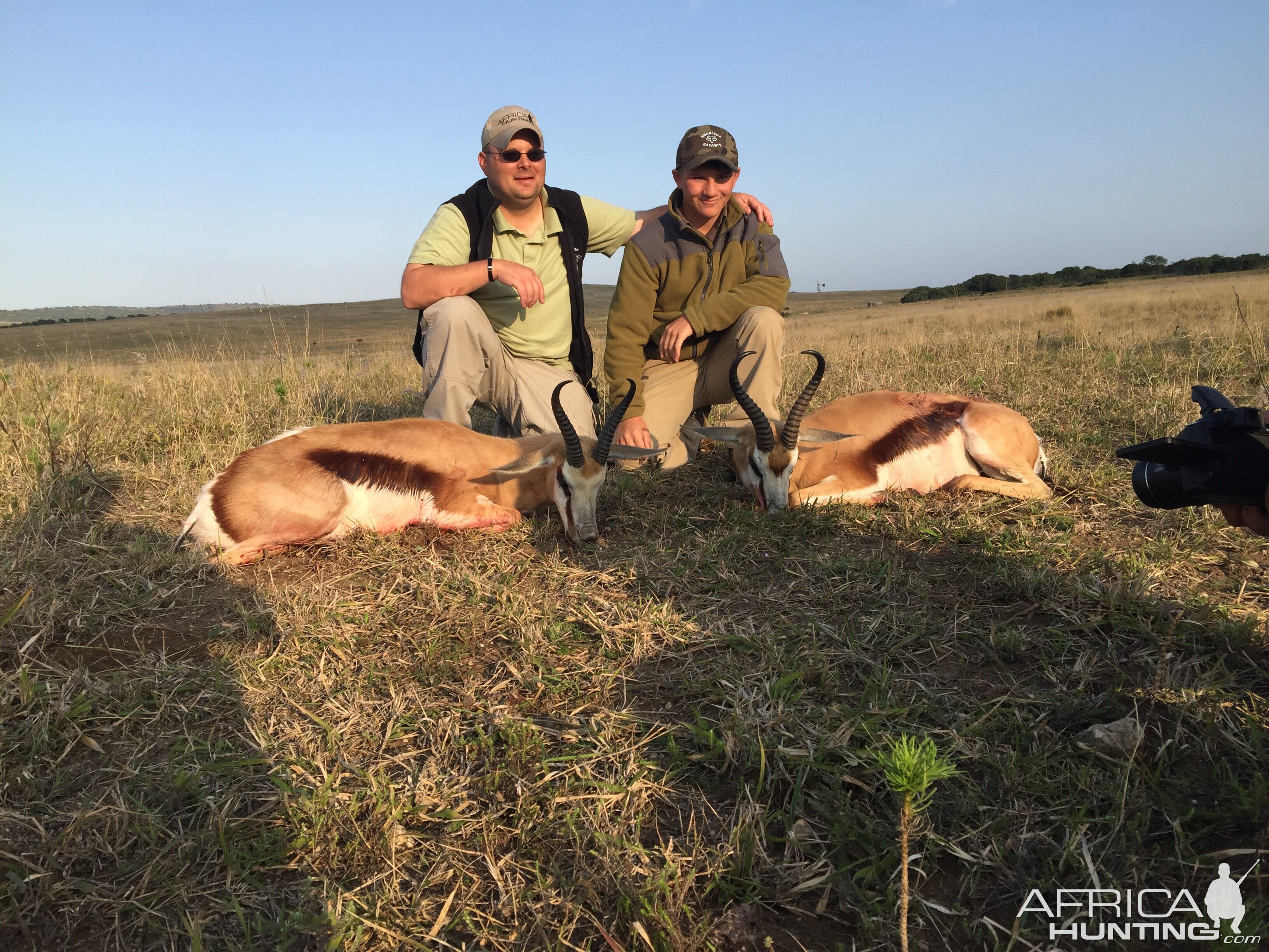 Springbok