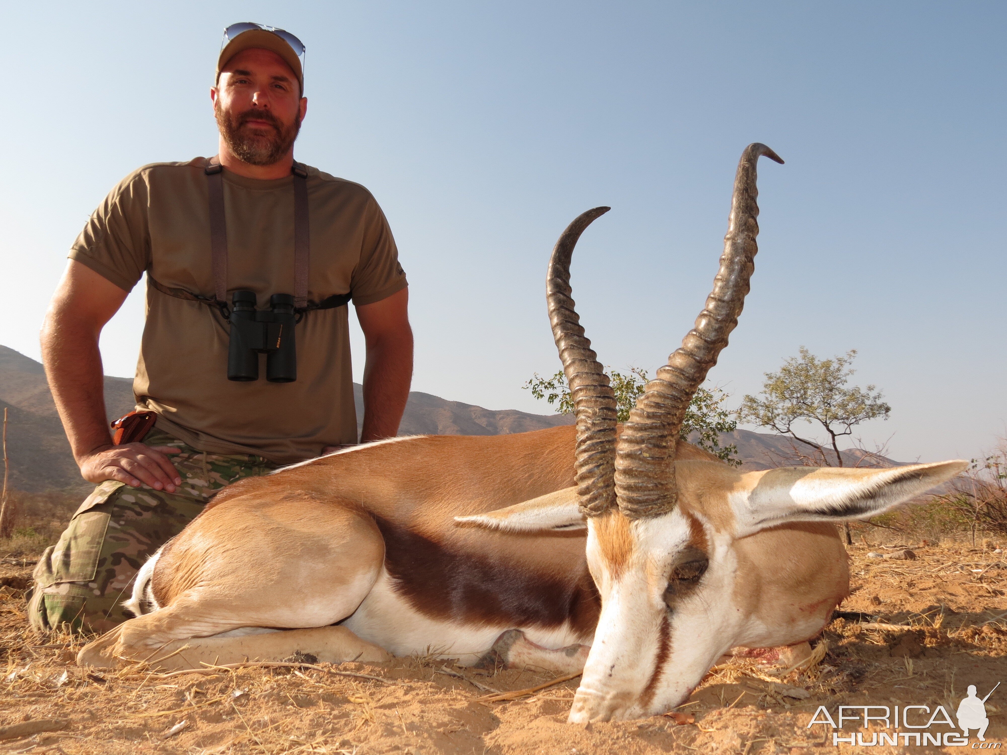 Springbok