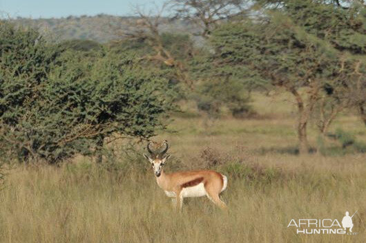 Springbok